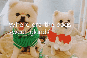 Where are the dog’s sweat glands?