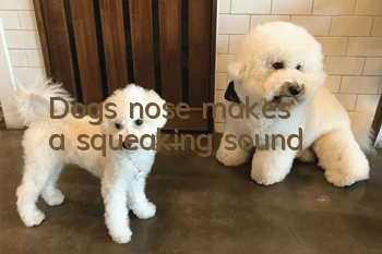 Dog's nose makes a squeaking sound