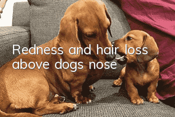 Redness and hair loss above dog’s nose