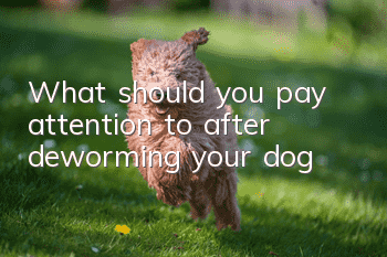 What should you pay attention to after deworming your dog?
