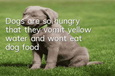 Dogs are so hungry that they vomit yellow water and won’t eat dog food