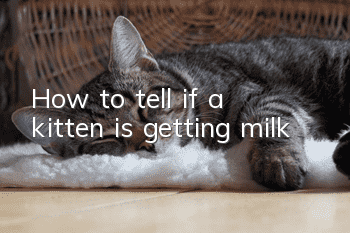 How to tell if a kitten is getting milk