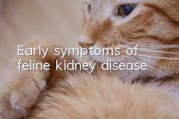 Early symptoms of feline kidney disease