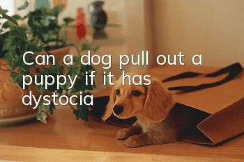 Can a dog pull out a puppy if it has dystocia?