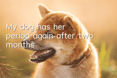My dog has her period again after two months