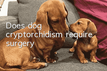 Does dog cryptorchidism require surgery?