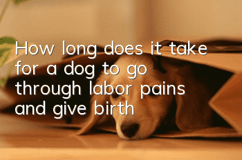How long does it take for a dog to go through labor pains and give birth?