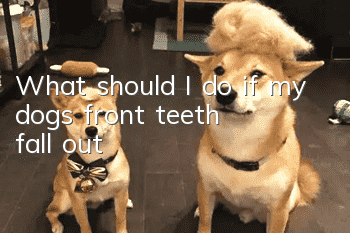 What should I do if my dog’s front teeth fall out?