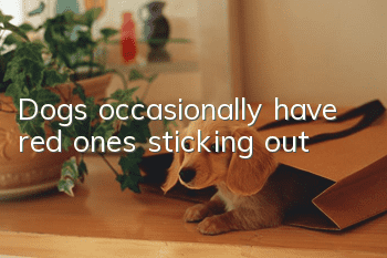 Dogs occasionally have red ones sticking out