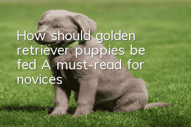 How should golden retriever puppies be fed? A must-read for novices!