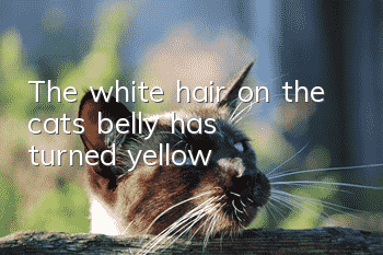 The white hair on the cat’s belly has turned yellow