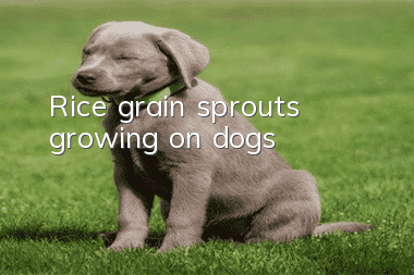 Rice grain sprouts growing on dogs