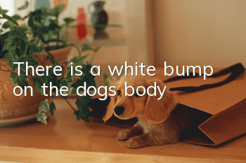 There is a white bump on the dog's body