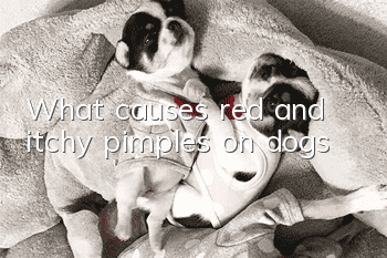 What causes red and itchy pimples on dogs?