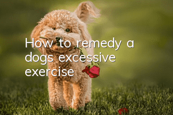How to remedy a dog’s excessive exercise