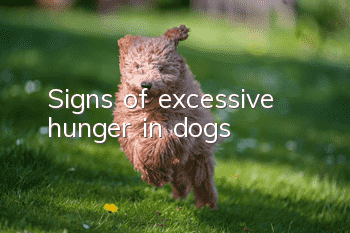 Signs of excessive hunger in dogs