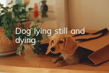 Dog lying still and dying