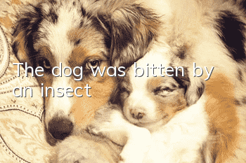 The dog was bitten by an insect