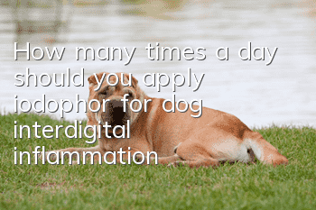 How many times a day should you apply iodophor for dog interdigital inflammation?