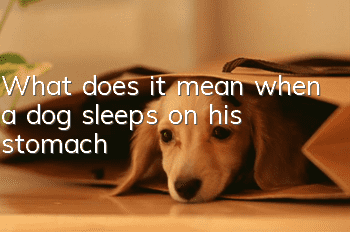 What does it mean when a dog sleeps on his stomach?