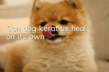 Can dog keratitis heal on its own?