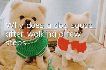 Why does a dog squat after walking a few steps?