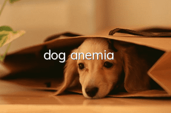 dog anemia
