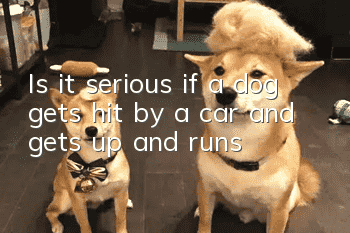 Is it serious if a dog gets hit by a car and gets up and runs?