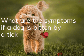 What are the symptoms if a dog is bitten by a tick?