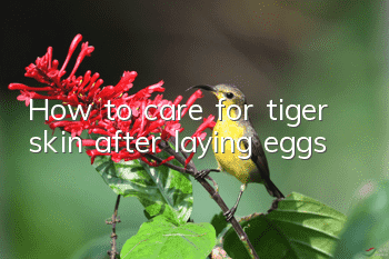 How to care for tiger skin after laying eggs