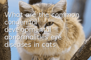 What are the common congenital developmental abnormalities eye diseases in cats?