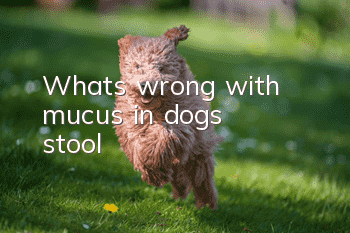 What's wrong with mucus in dog's stool?