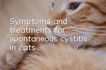 Symptoms and treatments for spontaneous cystitis in cats