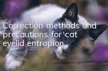 Correction methods and precautions for cat eyelid entropion