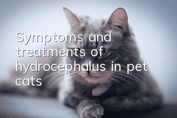 Symptoms and treatments of hydrocephalus in pet cats