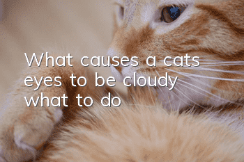 What causes a cat’s eyes to be cloudy? what to do?