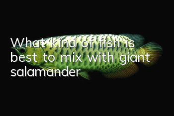 What kind of fish is best to mix with giant salamander?