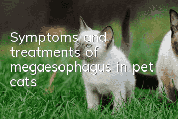 Symptoms and treatments of megaesophagus in pet cats