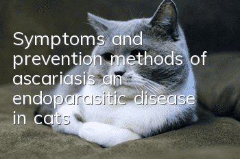 Symptoms and prevention methods of ascariasis, an endoparasitic disease in cats