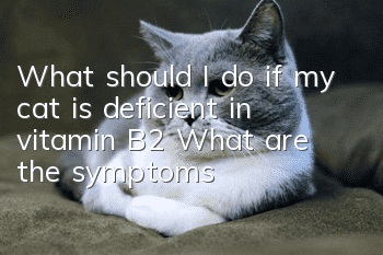 What should I do if my cat is deficient in vitamin B2? What are the symptoms?