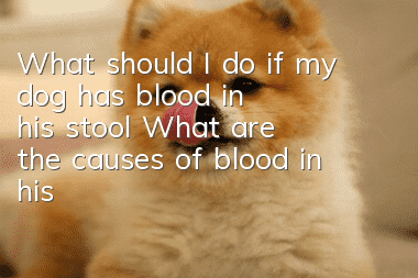 What should I do if my dog has blood in his stool? What are the causes of blood in his stool?