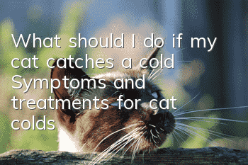 What should I do if my cat catches a cold? Symptoms and treatments for cat colds