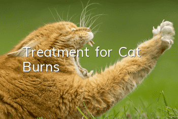 Treatment for Cat Burns