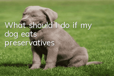 What should I do if my dog eats preservatives?