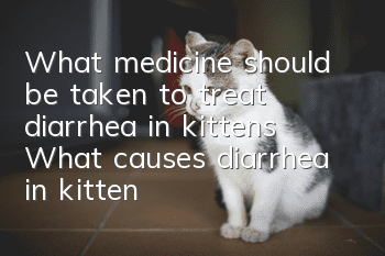 What medicine should be taken to treat diarrhea in kittens? What causes diarrhea in kittens?
