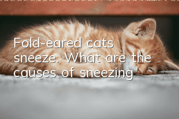 Fold-eared cats sneeze. What are the causes of sneezing?