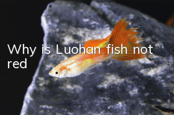 Why is Luohan fish not red?