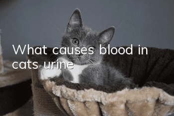 What causes blood in cats’ urine?