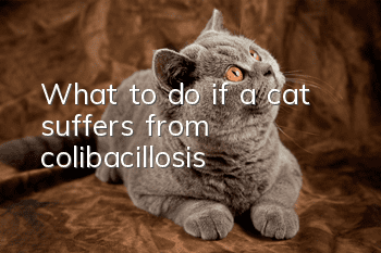 What to do if a cat suffers from colibacillosis