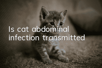 Is cat abdominal infection transmitted?